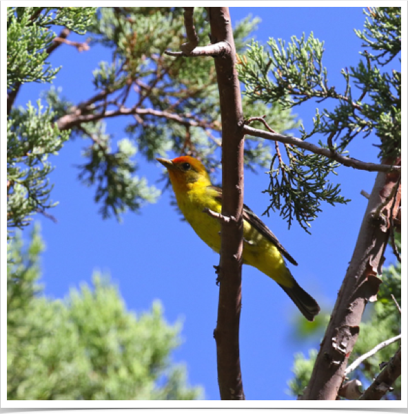 Western Tanager